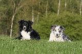 BORDER COLLIE 1519